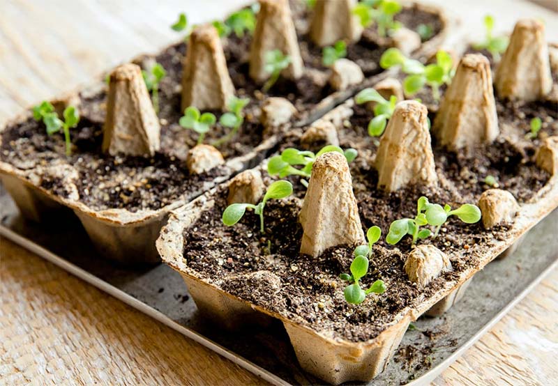 Free Lettuce Seed Pack By Just Vertical