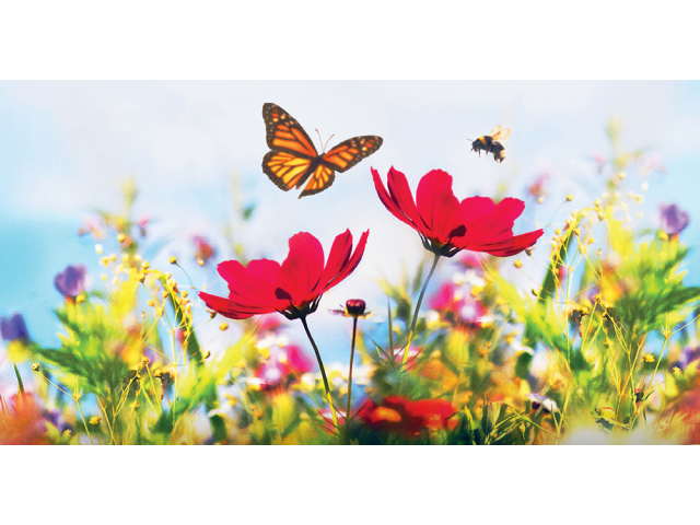 Free Wildflower Seeds From Zarbees