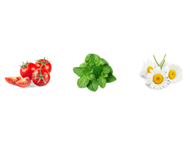 Free Seed Packet From Lush & Dew