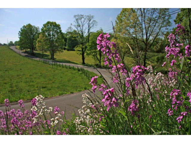 Free 2022 Roadsides In Bloom Calendar From DEP