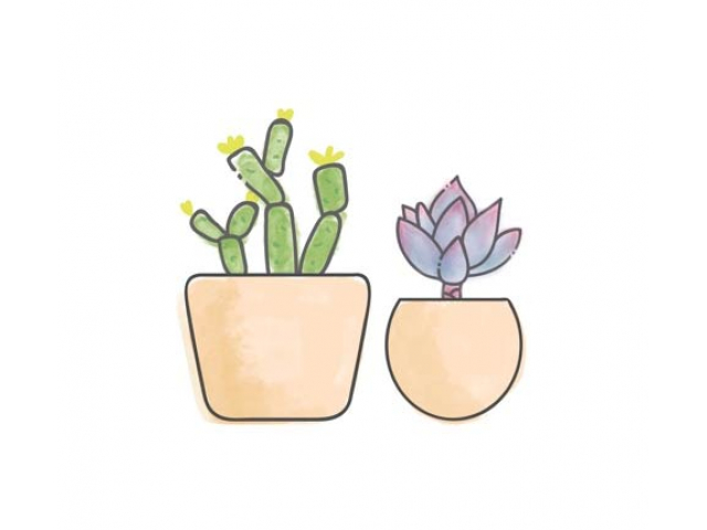 2 Free Succulent Plants From Succulent Studios