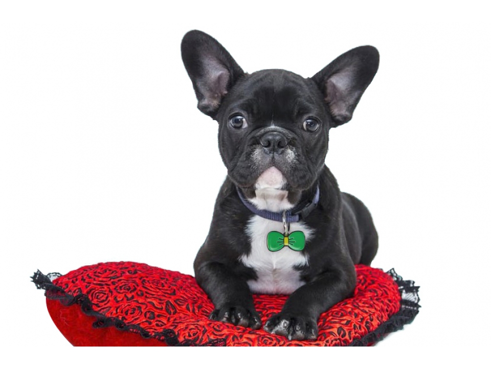 Free Great Pet Care PetfetchID Tag